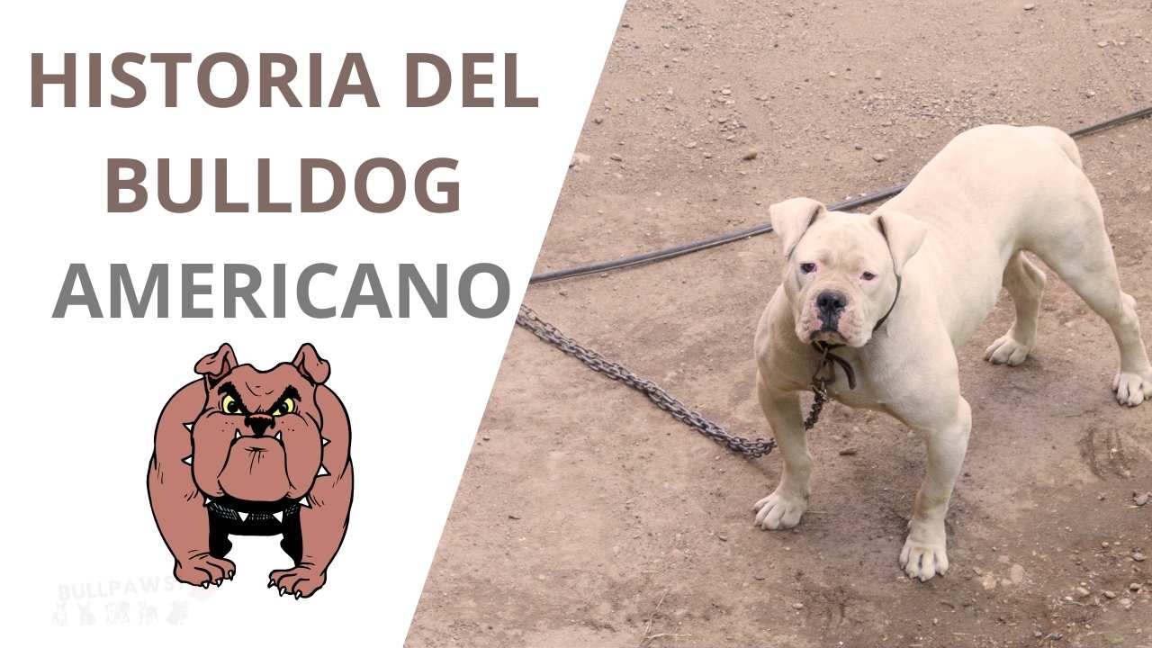 bulldog americano