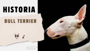 bull terrier