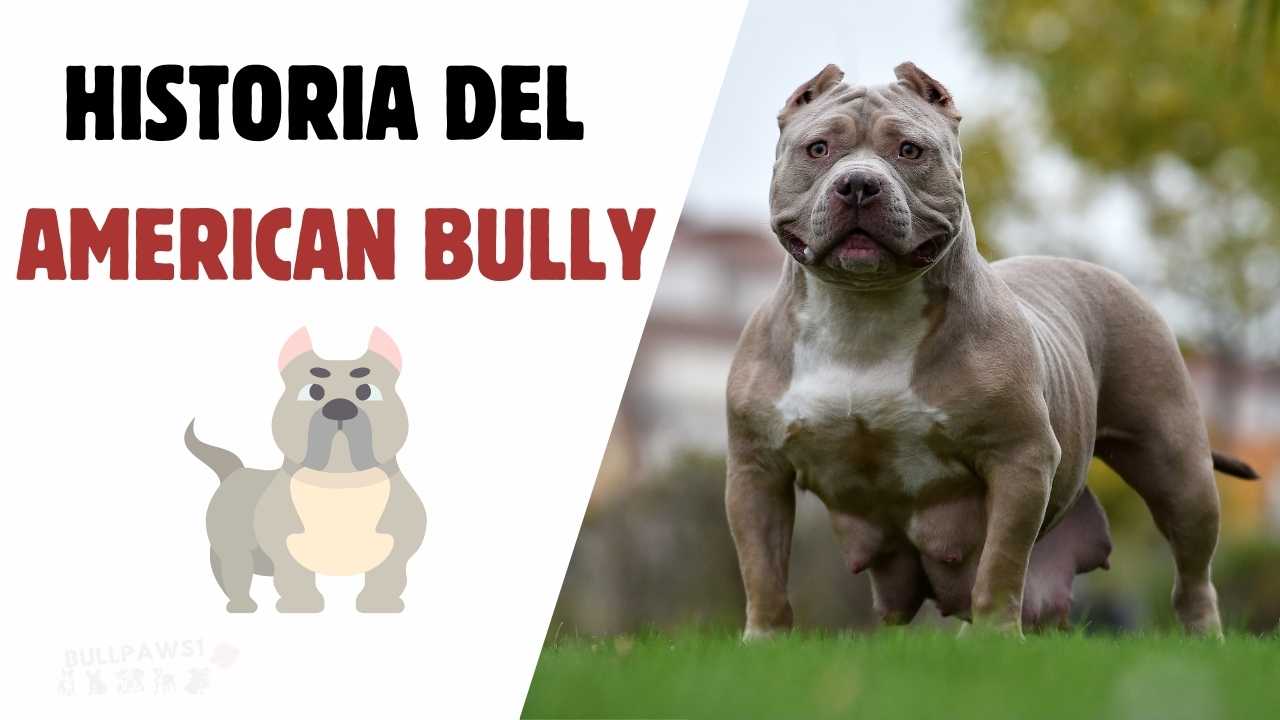 american bully