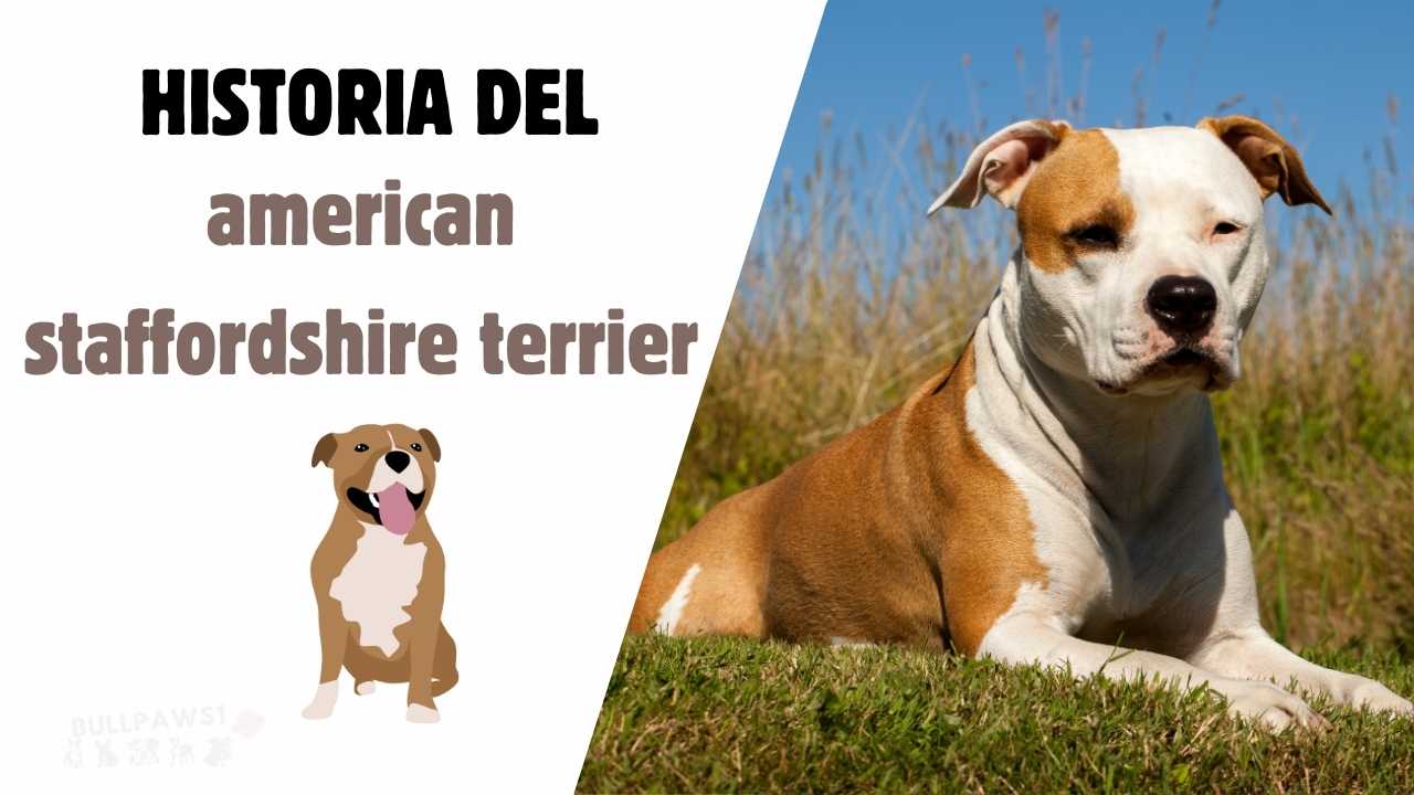 american staffordshire terrier