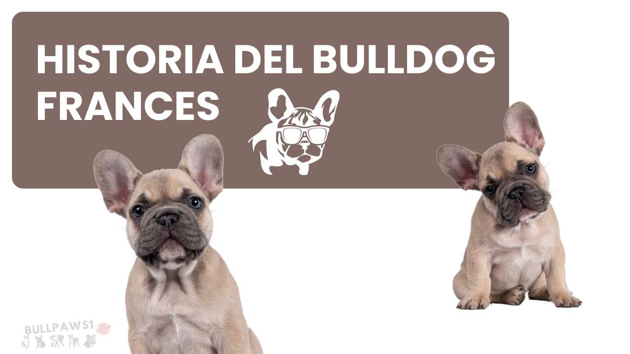 bulldog francés