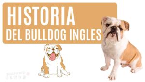 bulldog ingles