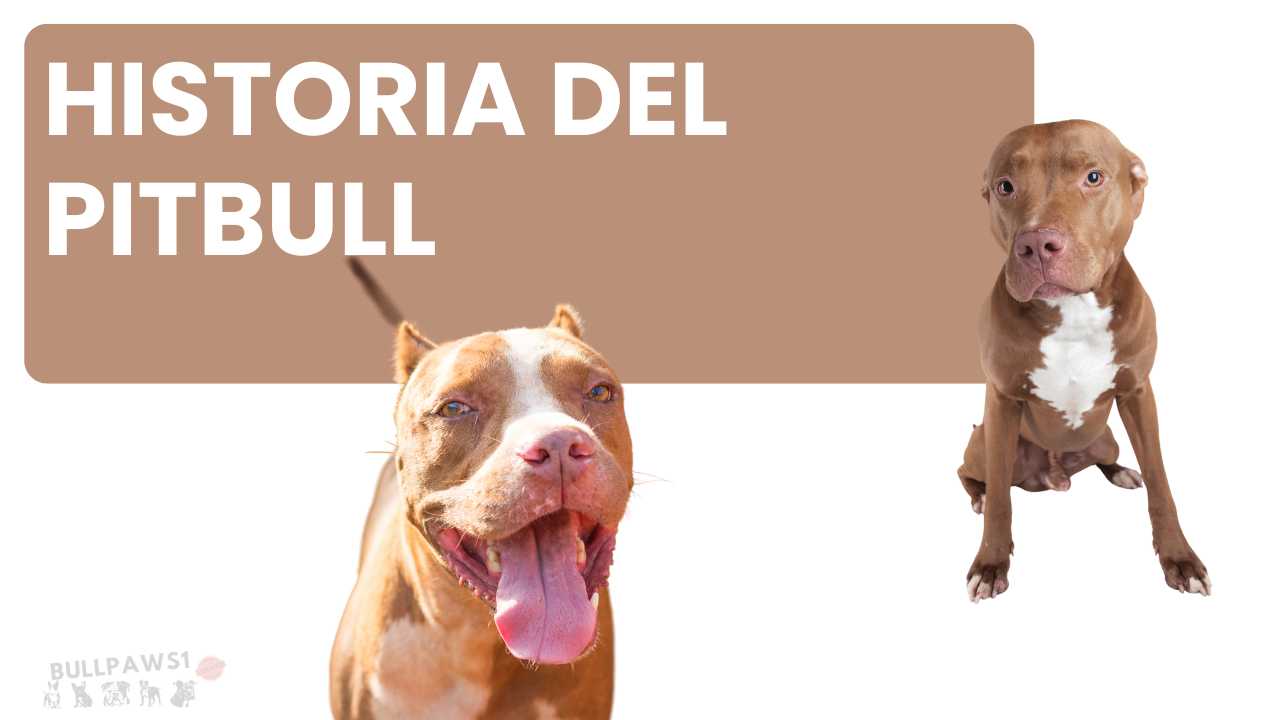 pitbull