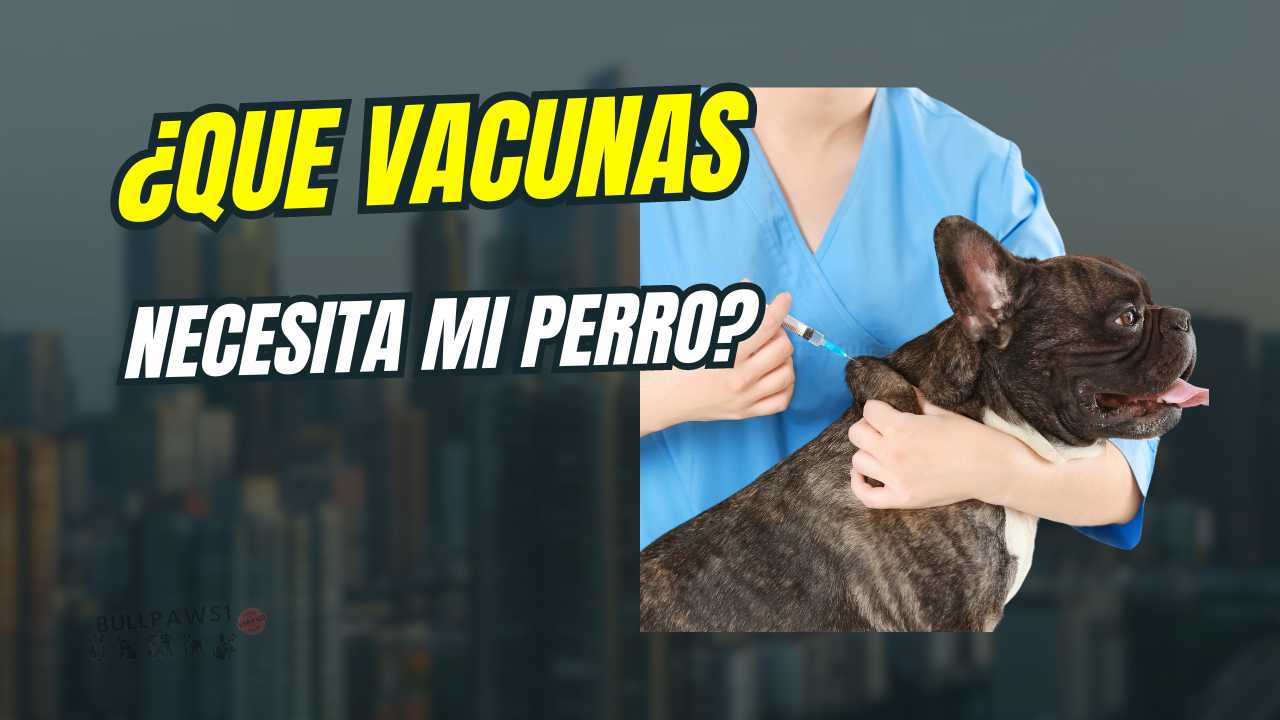 Vacunas para Cachorros: Todo lo que Necesitas Saber