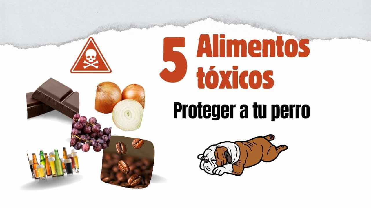 Alimentos Tóxicos para Perros