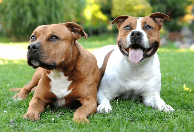 Socialización de Perros