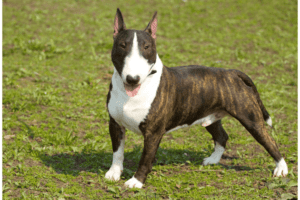 DIFERENCIAS Bull Terrier y Mini Bull