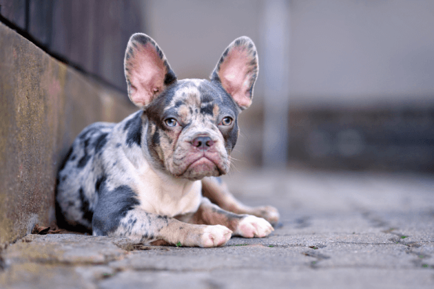 bulldog francés exótico Merle