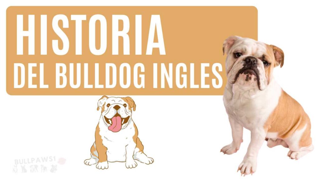 Bulldog Inglés