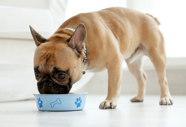 comida casera para perros