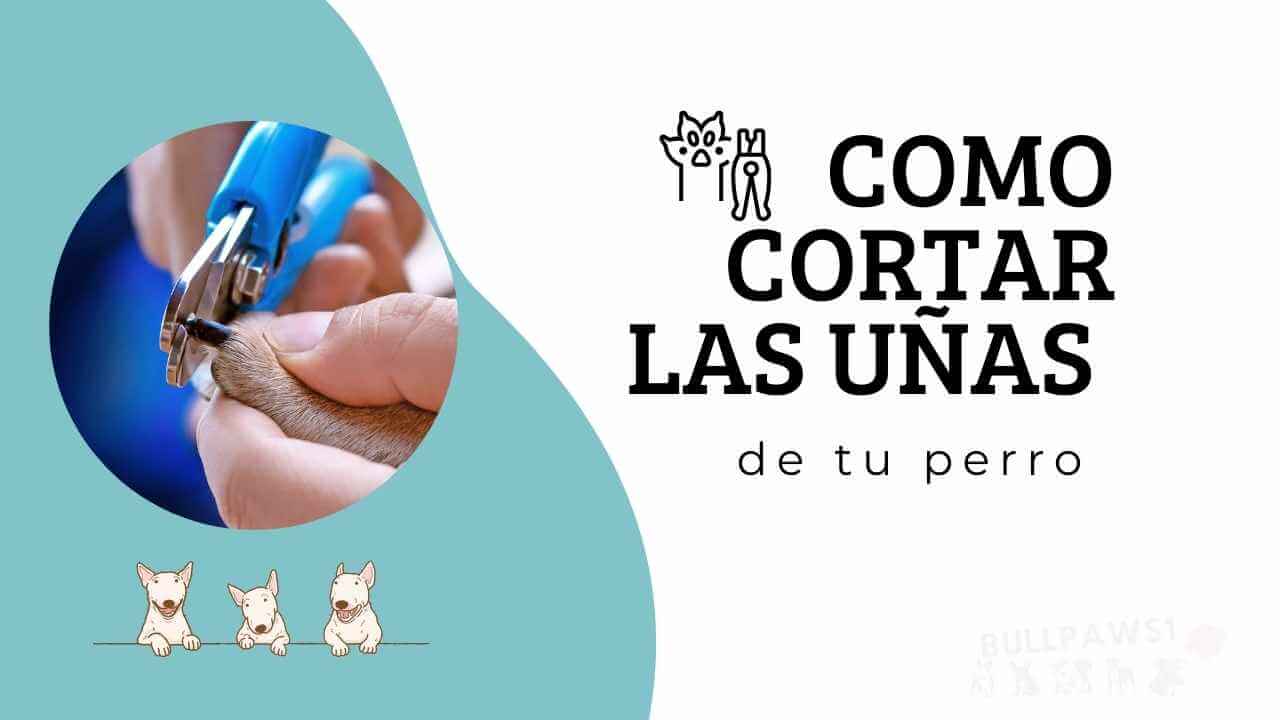 Cómo Cortar las Uñas de un Perro