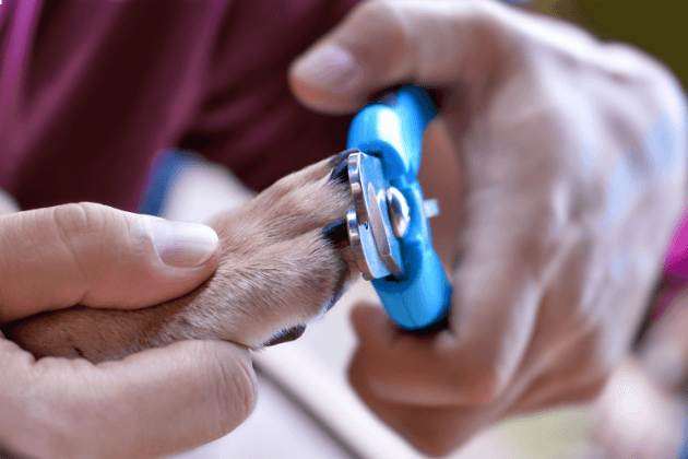 como cortar las uñas de un perro