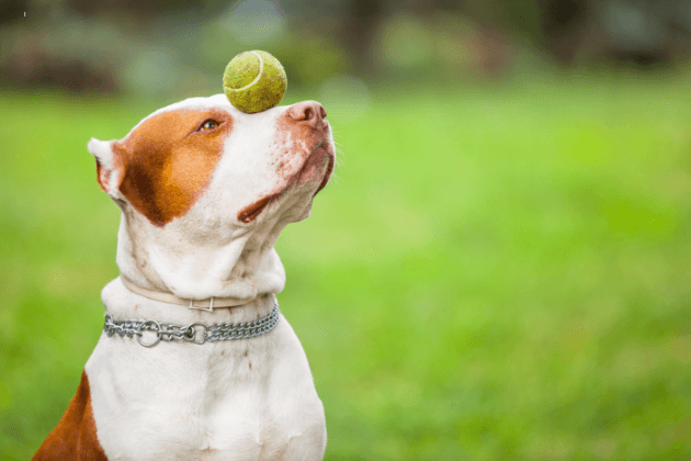 comandos basicos para entrenar a tu perro