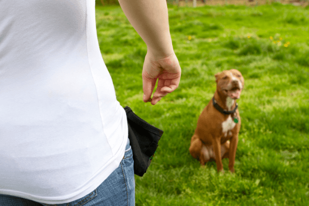 Entrenamiento canino