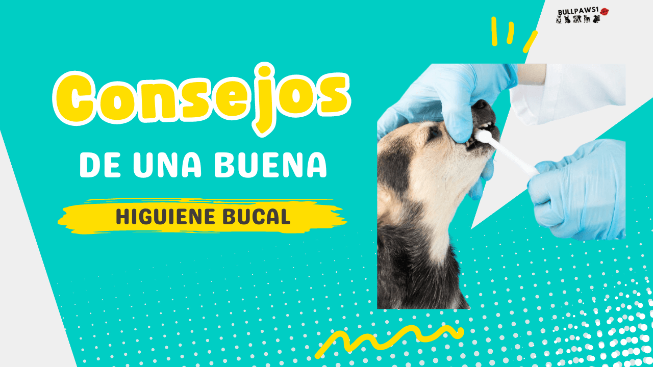 limpieza bucal en perros