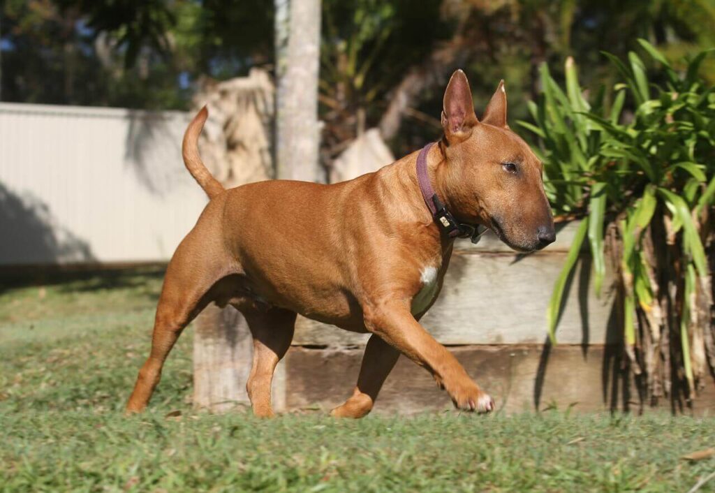 DIFERENCIAS Bull Terrier y Mini Bull