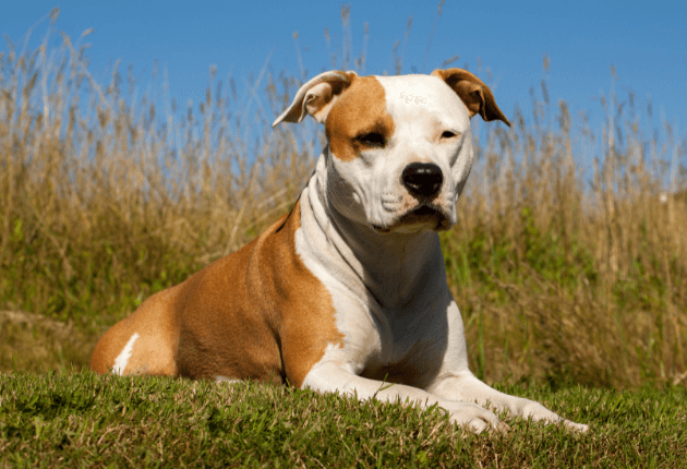 American Staffordshire Terrier