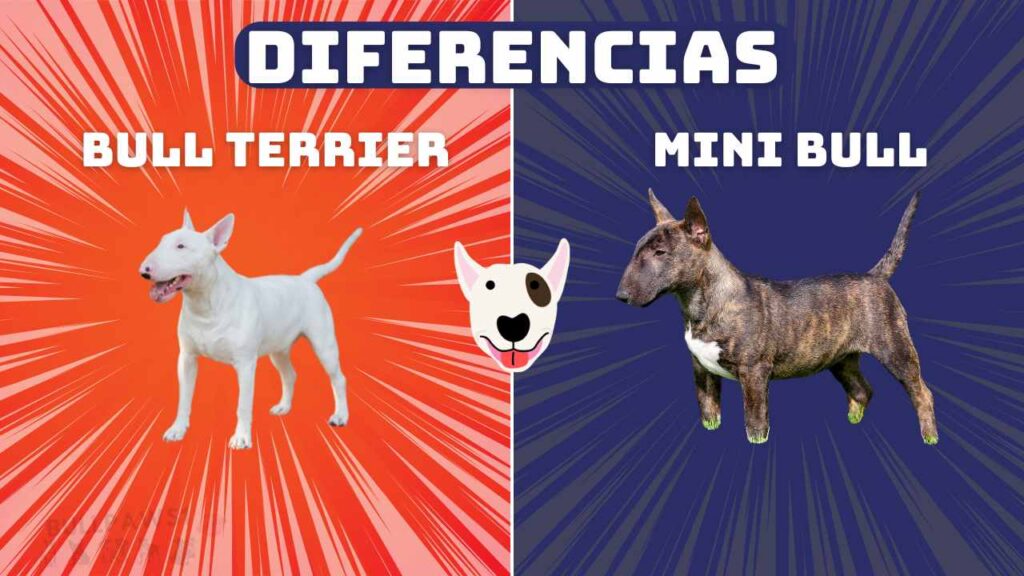 DIFERENCIAS Bull Terrier y Mini Bull