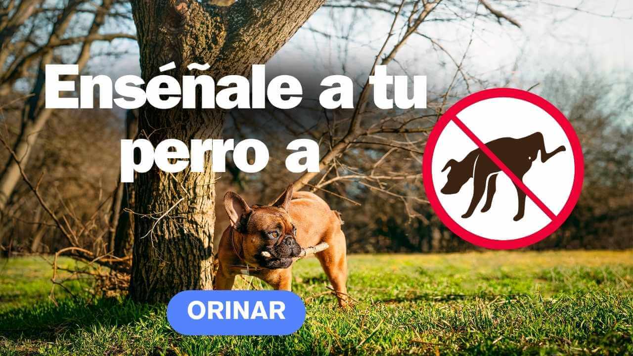 Enseñar a tu perro a orinar