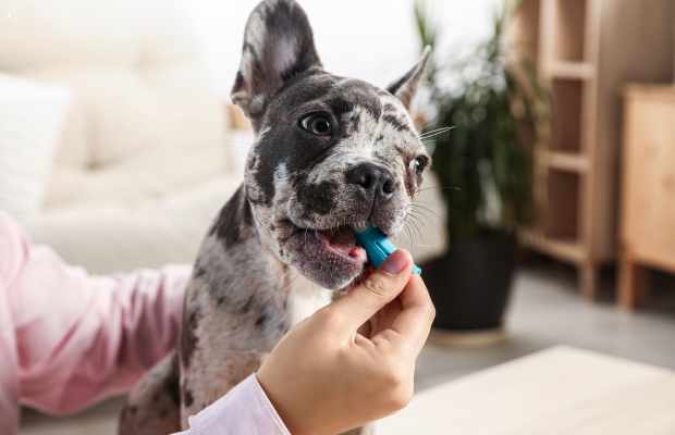 limpieza bucal en perros