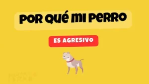 perro agresivo