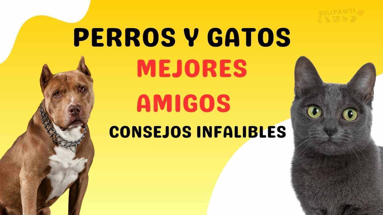 Perros y Gatos