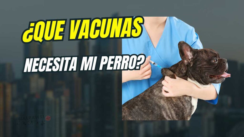 Vacunas para Cachorros