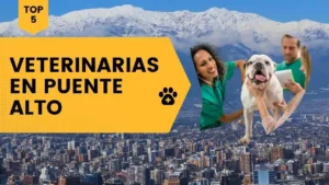 veterinarios en puente alto