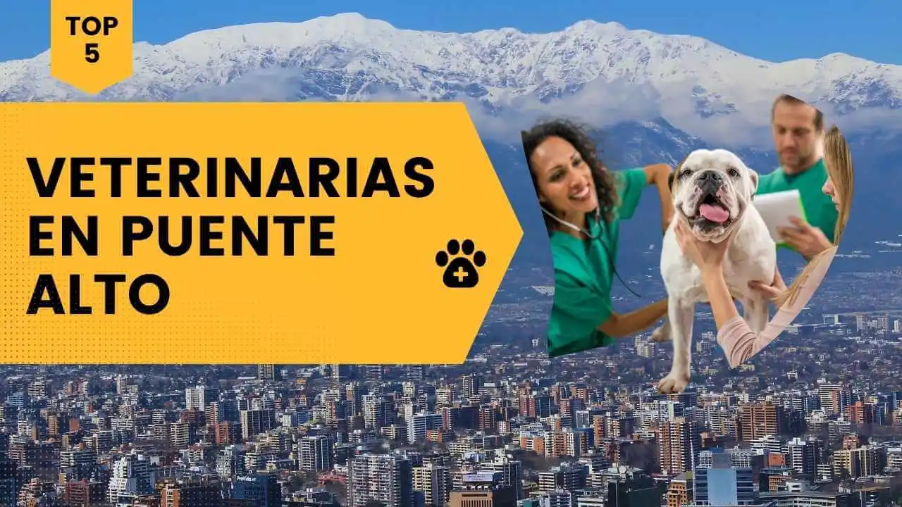 veterinarios en puente alto