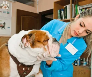 veterinarios en puente alto